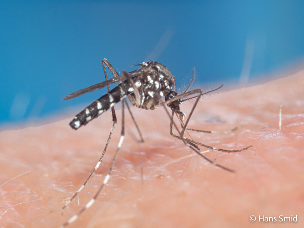 Aedes aegypti Yellow fever mosquito 016 1