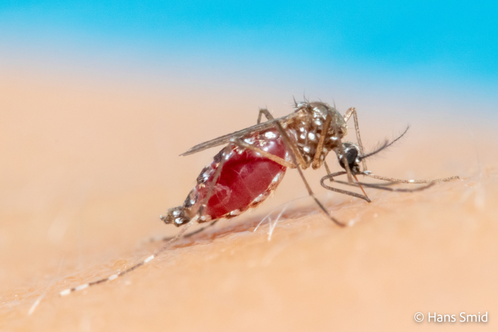 Aedes aegypti Yellow fever mosquito 016