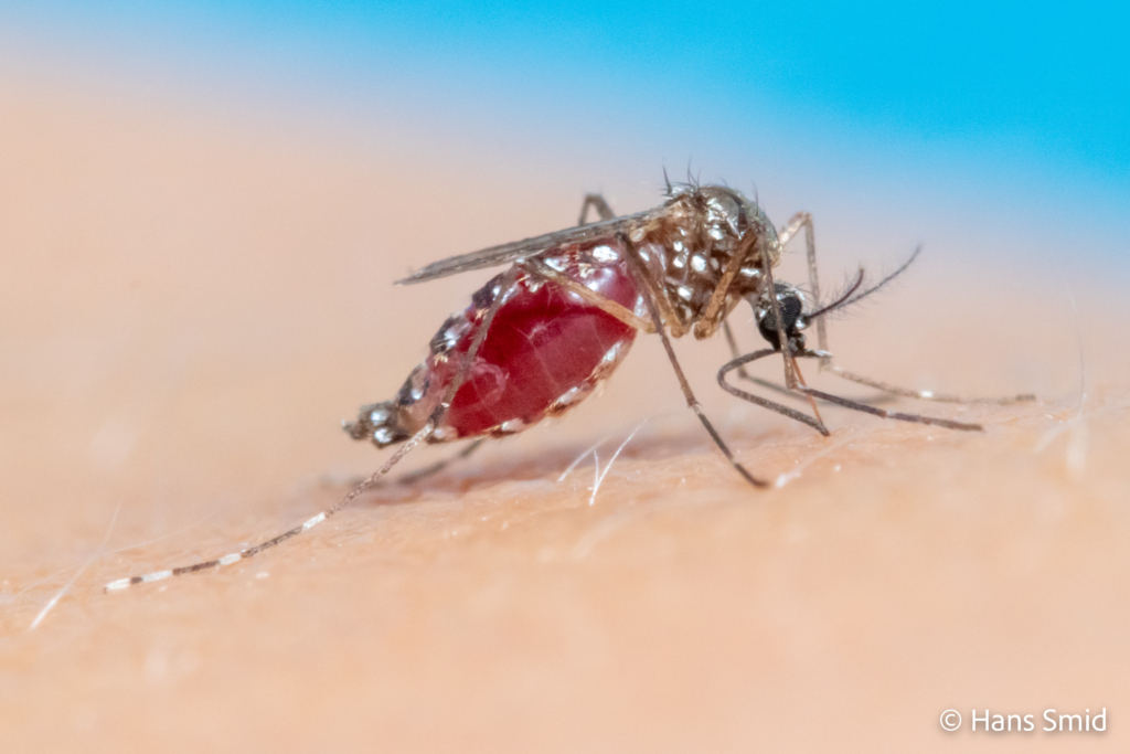 Aedes aegypti Yellow fever mosquito 017