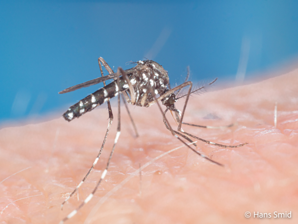 Aedes aegypti Yellow fever mosquito 019
