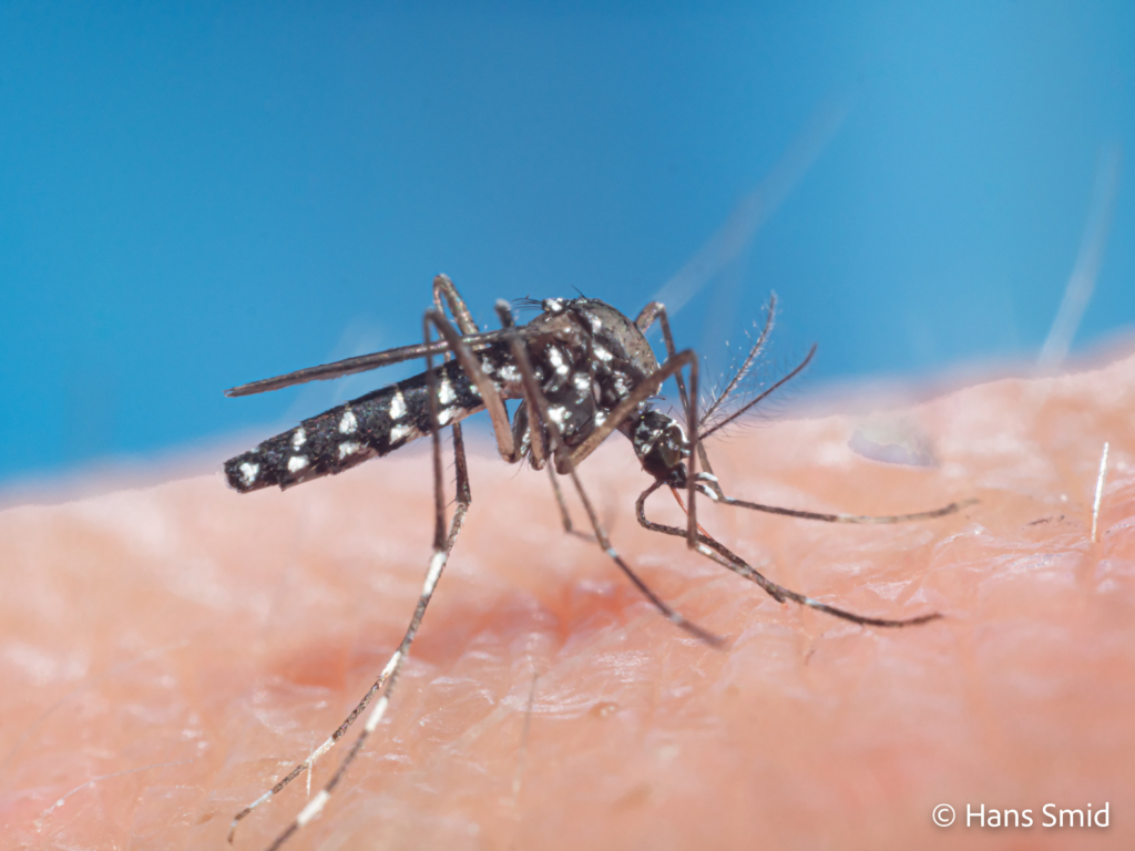 Aedes aegypti Yellow fever mosquito 020