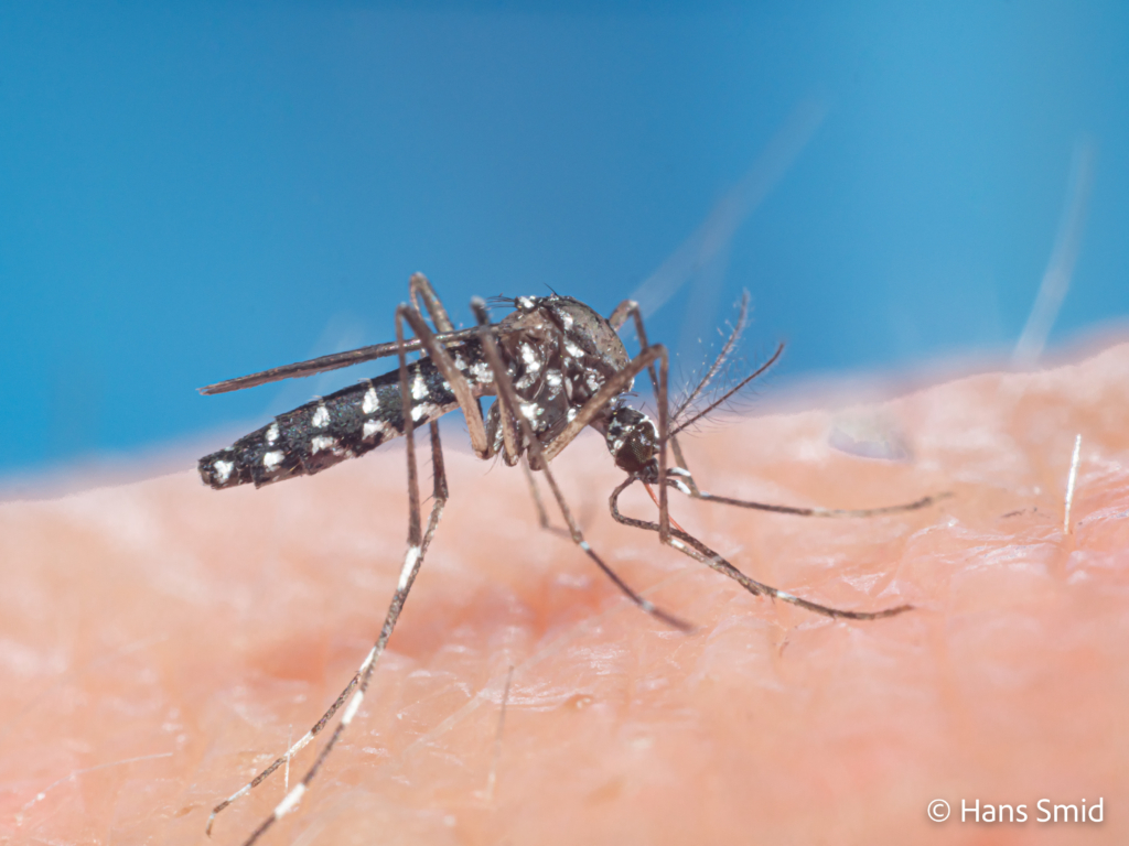 Aedes aegypti Yellow fever mosquito 021