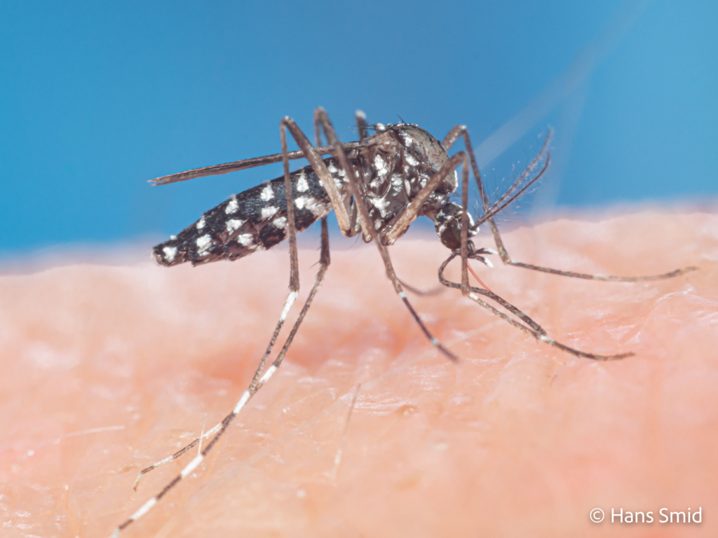 Aedes aegypti Yellow fever mosquito 022