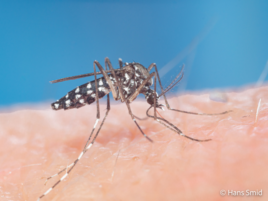 Aedes aegypti Yellow fever mosquito 023