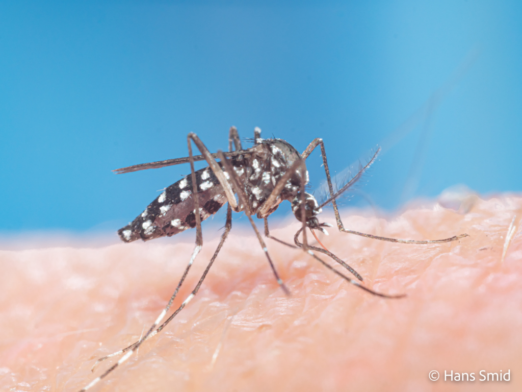 Aedes aegypti Yellow fever mosquito 024