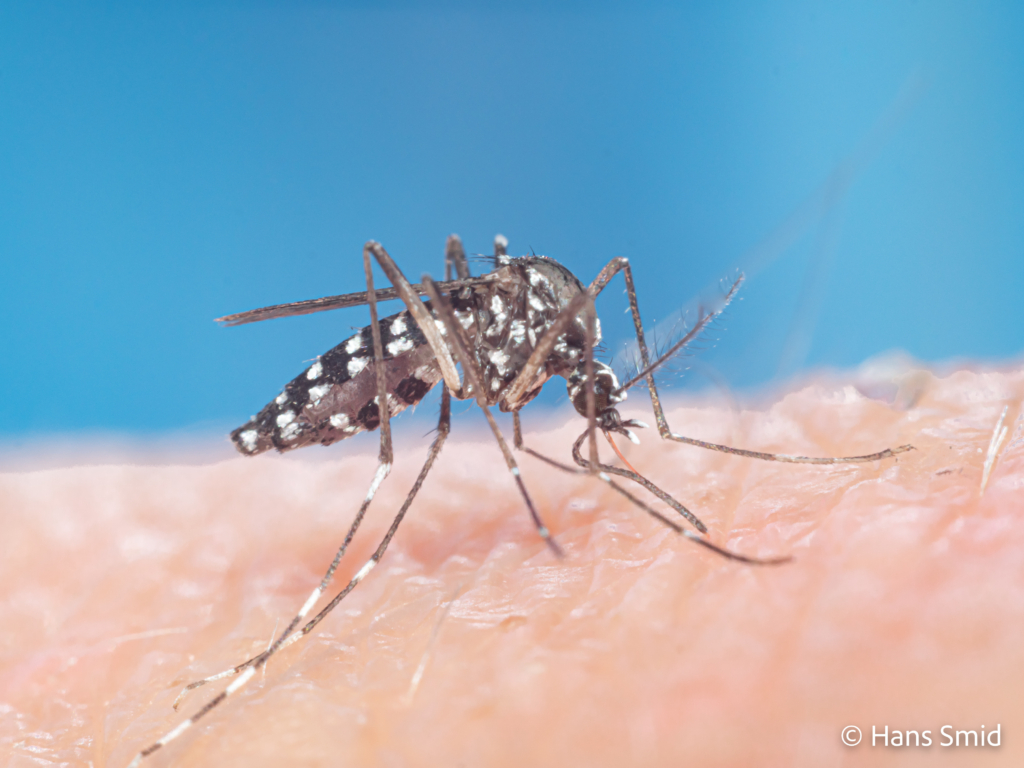 Aedes aegypti Yellow fever mosquito 025