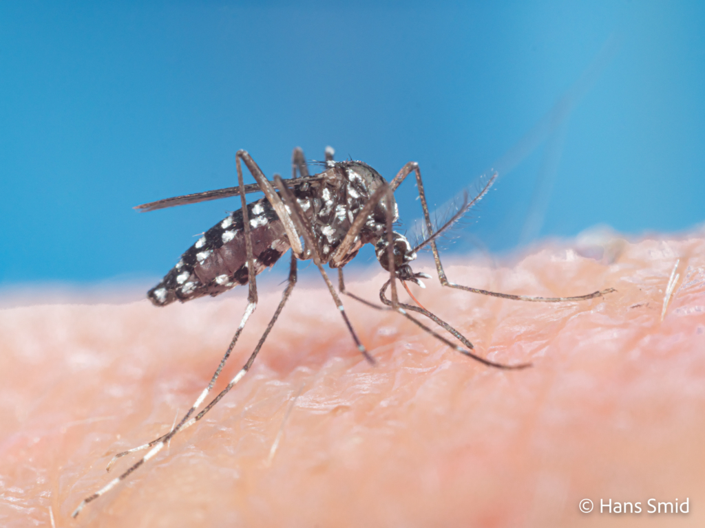 Aedes aegypti Yellow fever mosquito 026