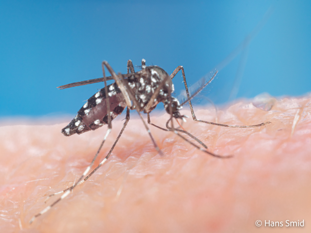 Aedes aegypti Yellow fever mosquito 027