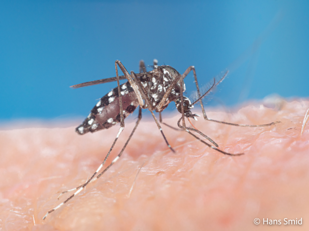Aedes aegypti Yellow fever mosquito 028