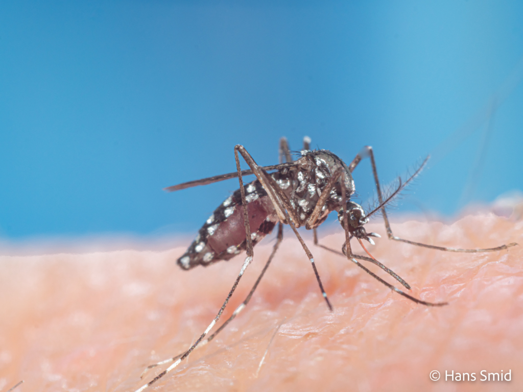 Aedes aegypti Yellow fever mosquito 029