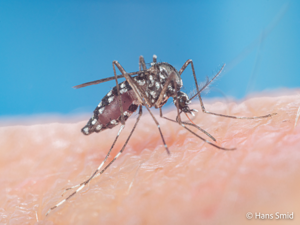 Aedes aegypti Yellow fever mosquito 030