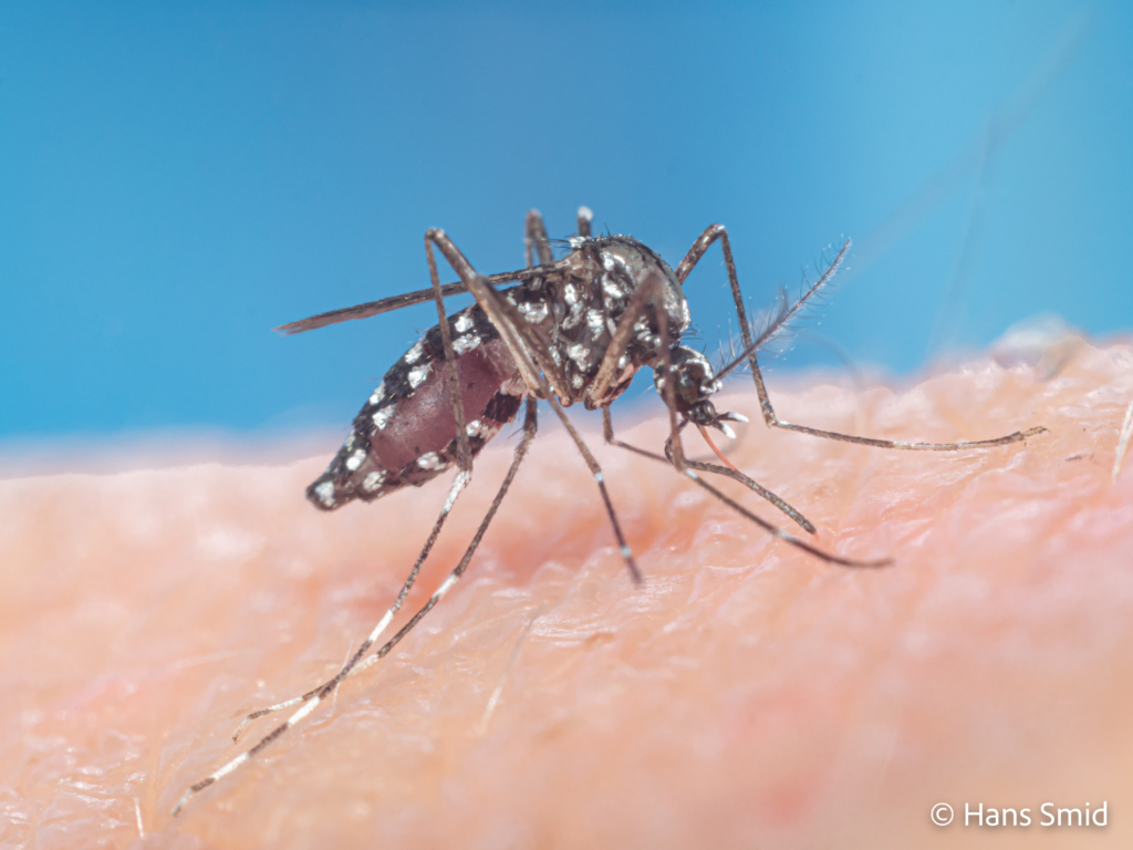 Aedes aegypti Yellow fever mosquito 031