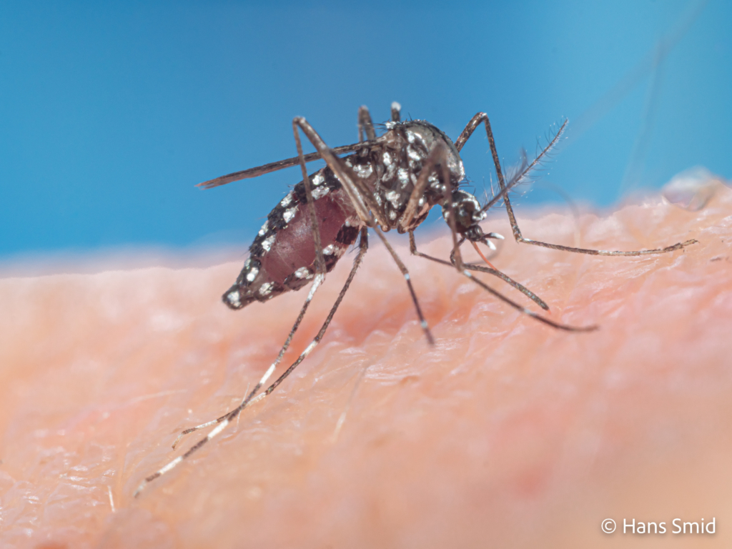 Aedes aegypti Yellow fever mosquito 032