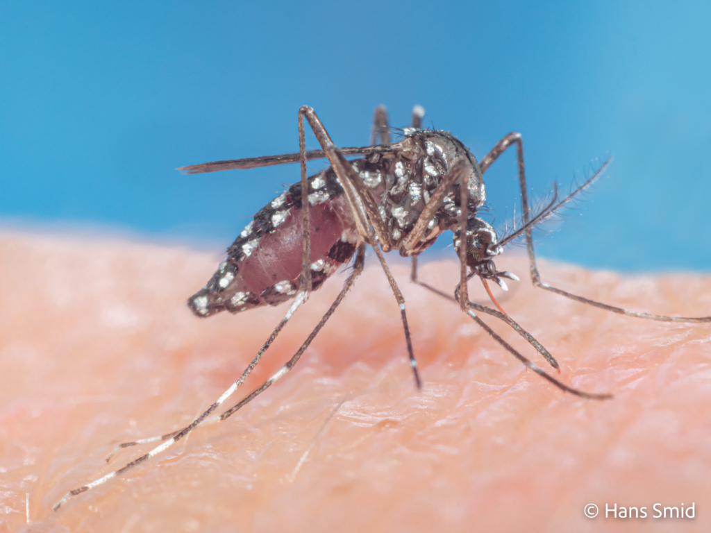 Aedes aegypti Yellow fever mosquito 033