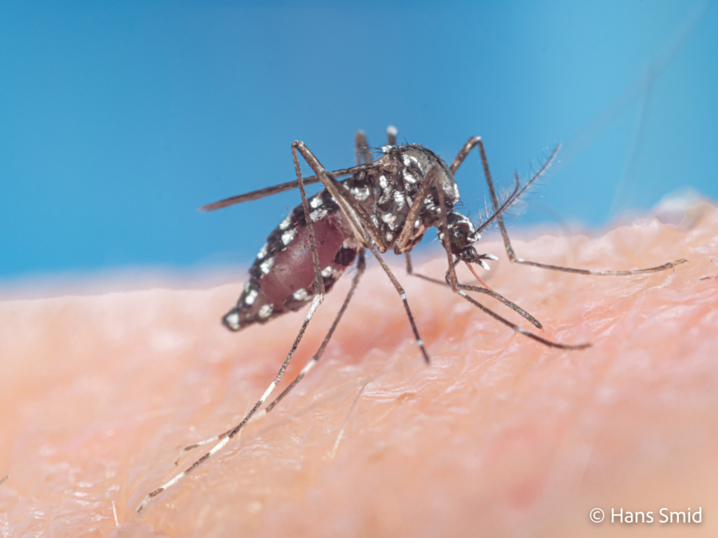 Aedes aegypti Yellow fever mosquito 034