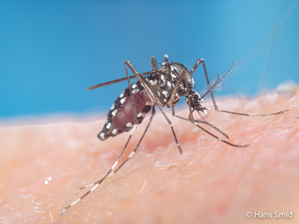 Aedes aegypti Yellow fever mosquito 035