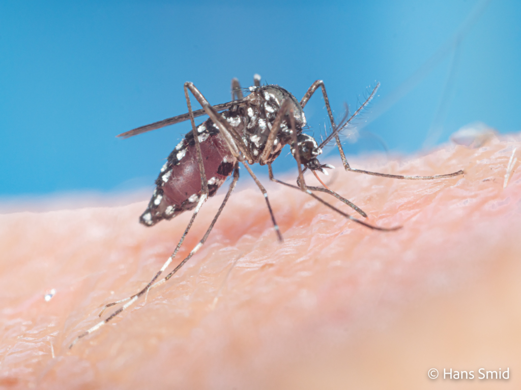 Aedes aegypti Yellow fever mosquito 036