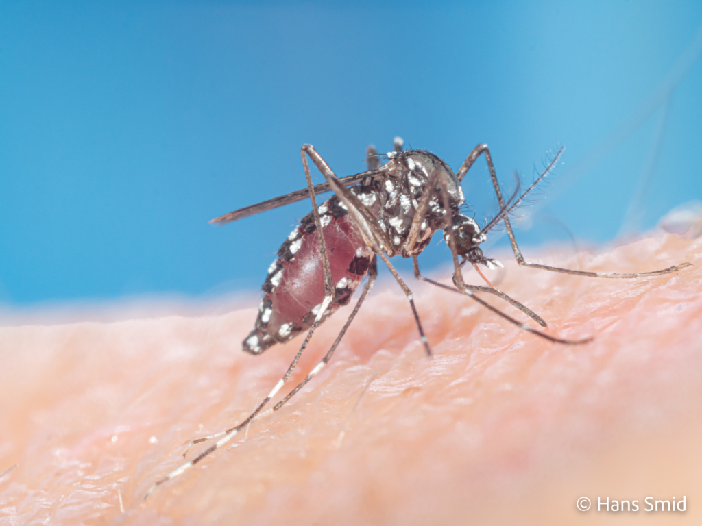 Aedes aegypti Yellow fever mosquito 037