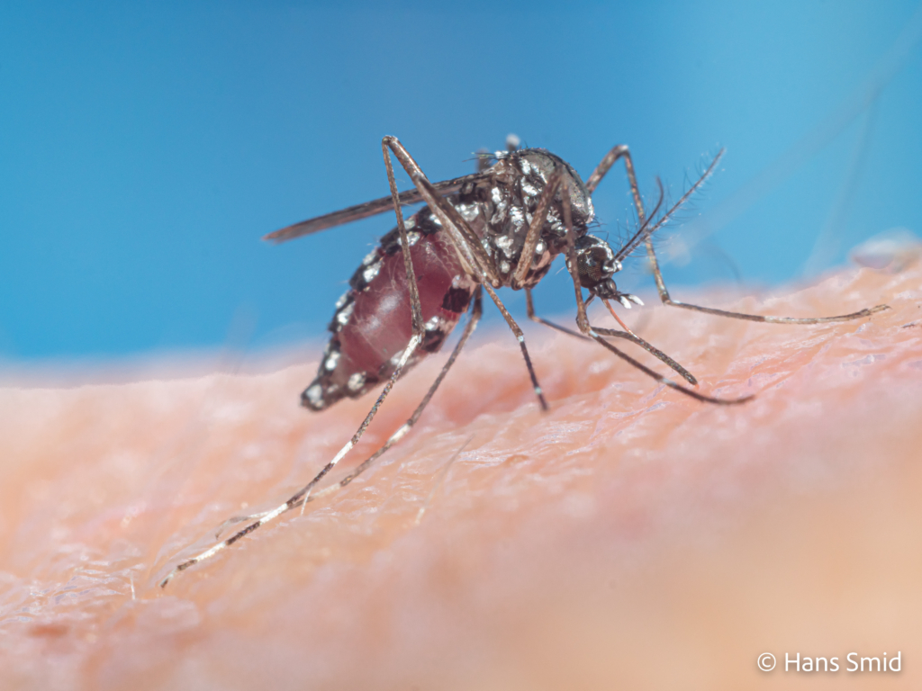Aedes aegypti Yellow fever mosquito 038