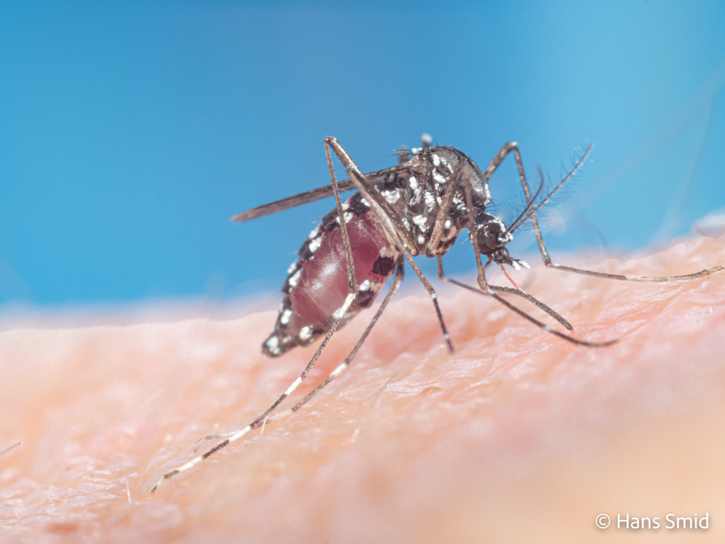 Aedes aegypti Yellow fever mosquito 039