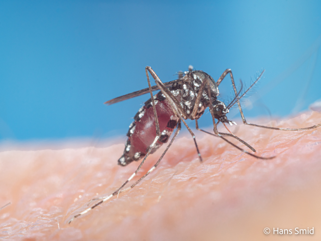 Aedes aegypti Yellow fever mosquito 040