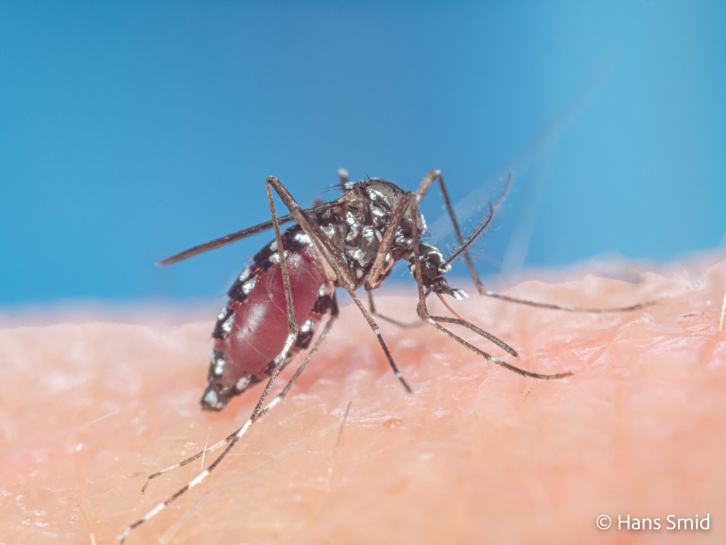 Aedes aegypti Yellow fever mosquito 041