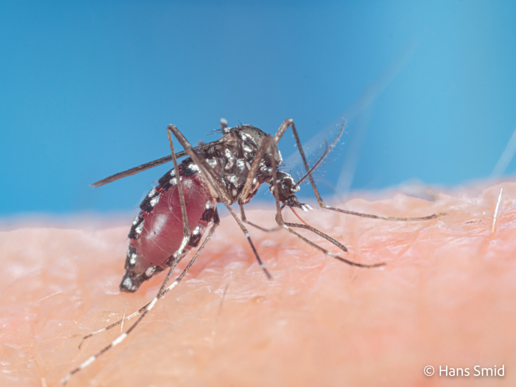 Aedes aegypti Yellow fever mosquito 042