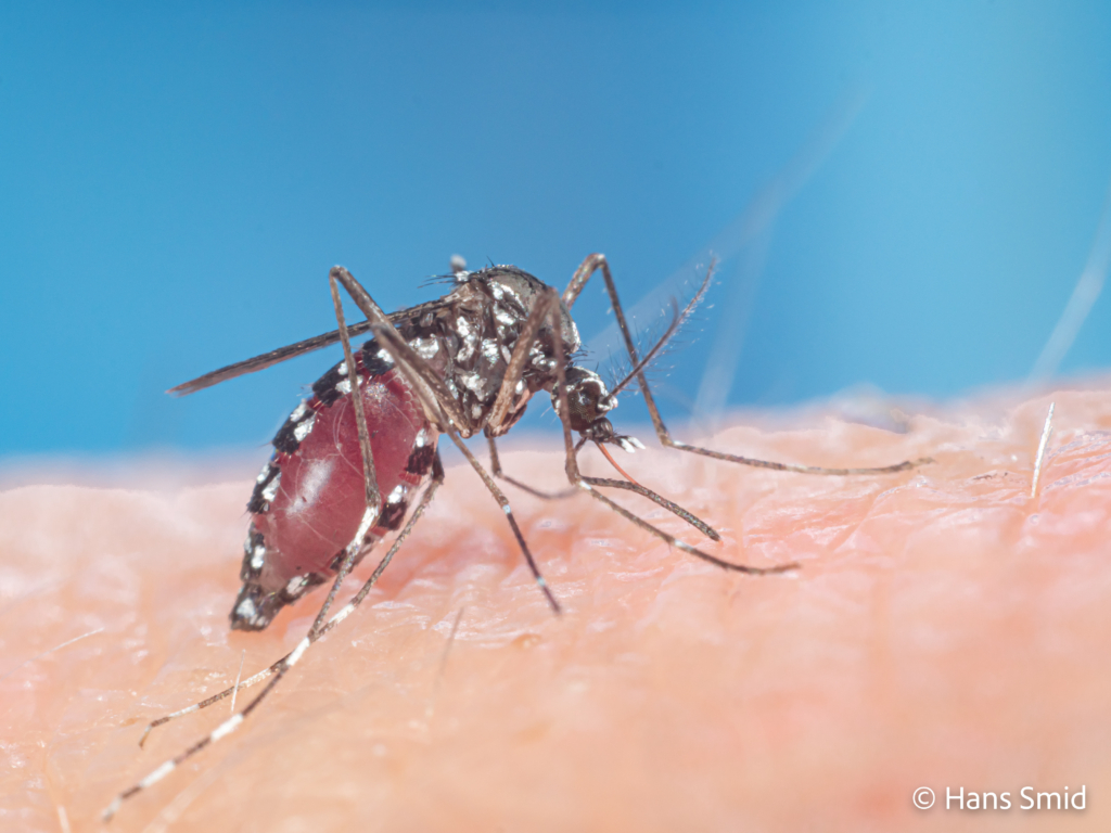 Aedes aegypti Yellow fever mosquito 043