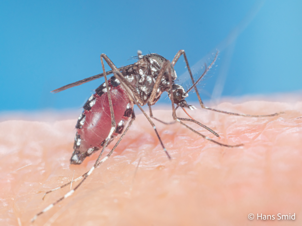 Aedes aegypti Yellow fever mosquito 044
