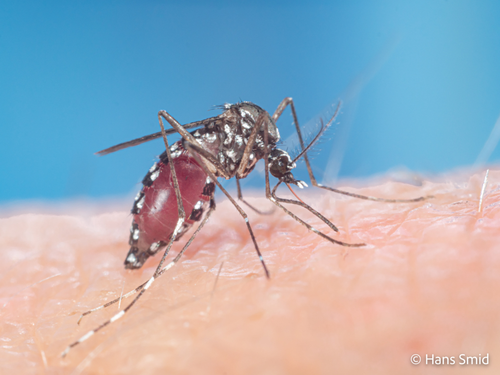 Aedes aegypti Yellow fever mosquito 045