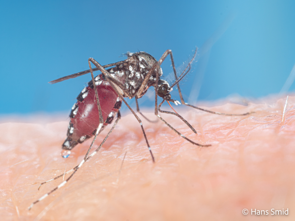 Aedes aegypti Yellow fever mosquito 046