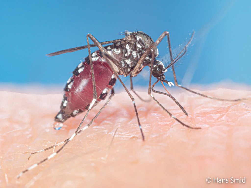 Aedes aegypti Yellow fever mosquito 047
