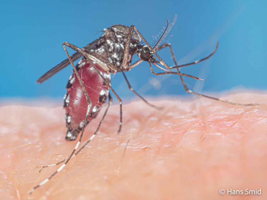 Aedes aegypti Yellow fever mosquito 048