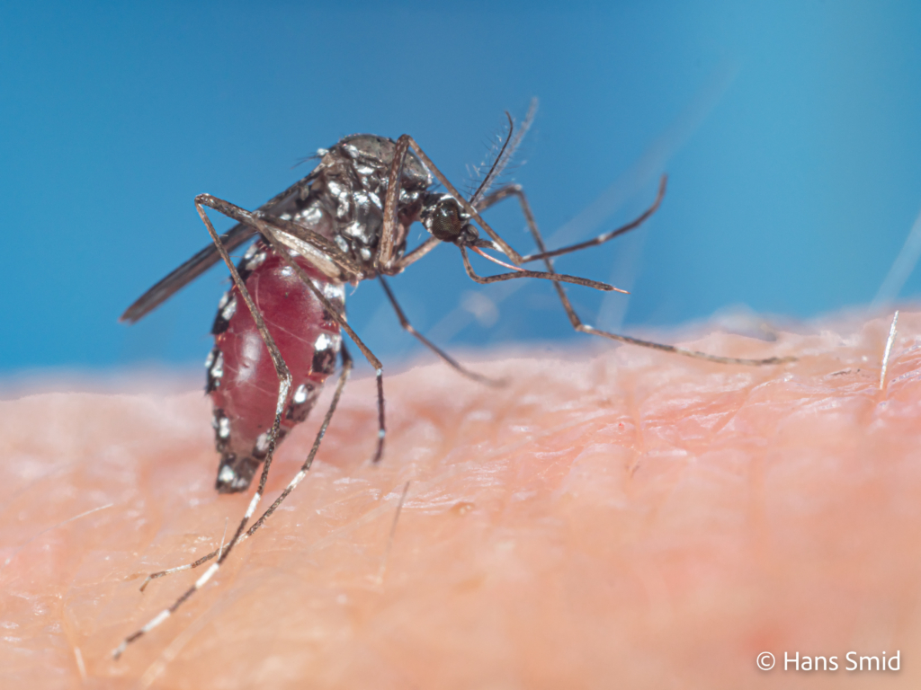 Aedes aegypti Yellow fever mosquito 049