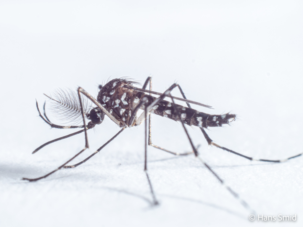 Aedes aegypti Yellow fever mosquito 050