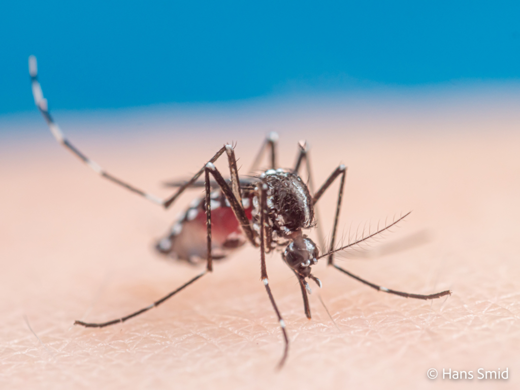 Aedes aegypti Yellow fever mosquito 051