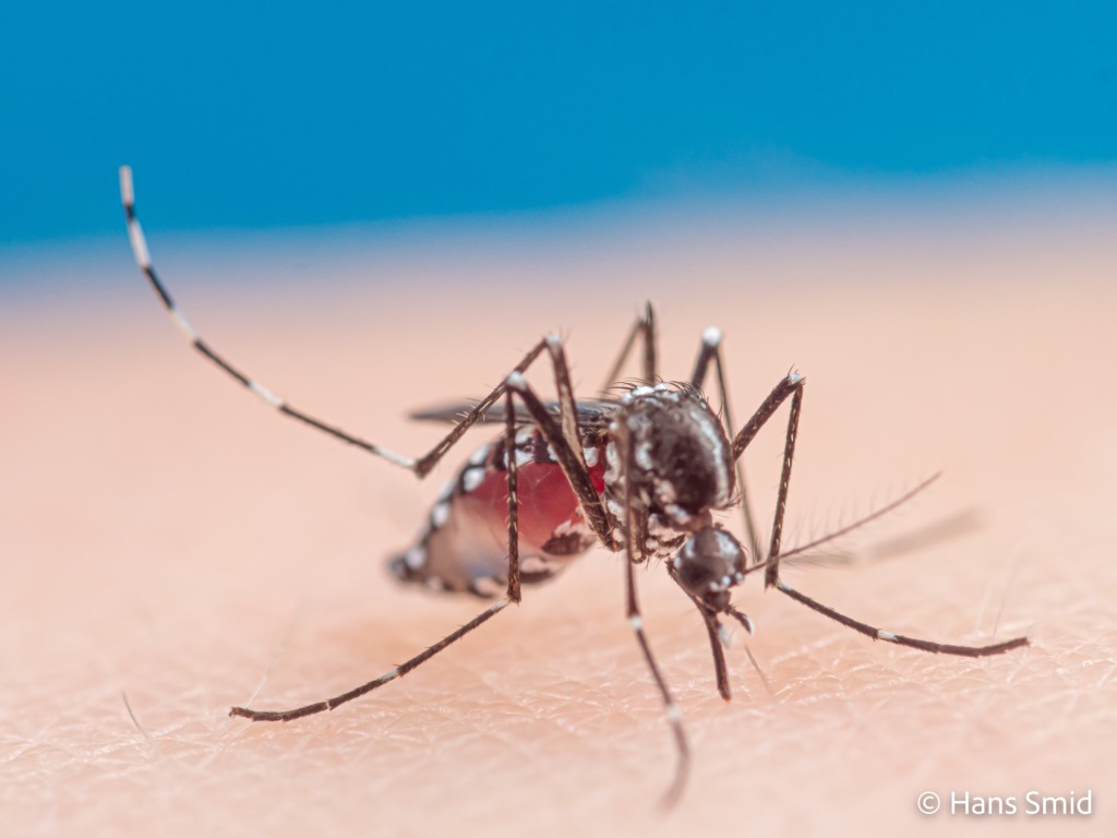 Aedes aegypti Yellow fever mosquito 052