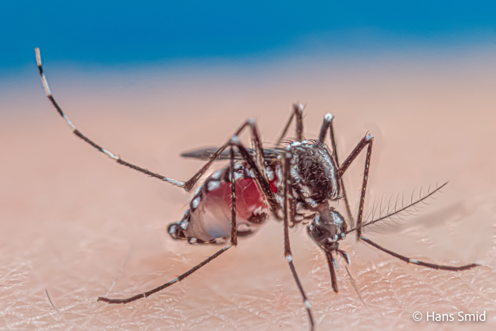 Aedes aegypti Yellow fever mosquito 053