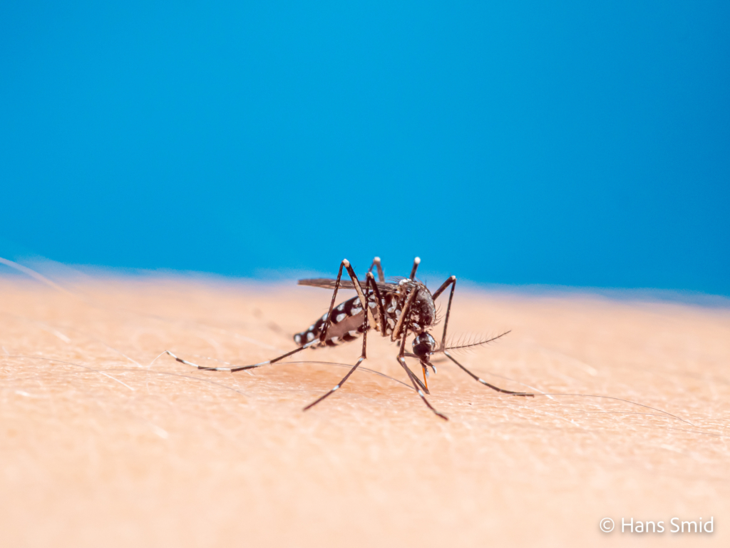 Aedes aegypti Yellow fever mosquito 054