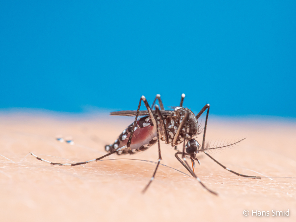 Aedes aegypti Yellow fever mosquito 055