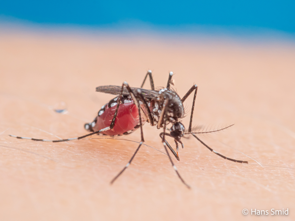 Aedes aegypti Yellow fever mosquito 056