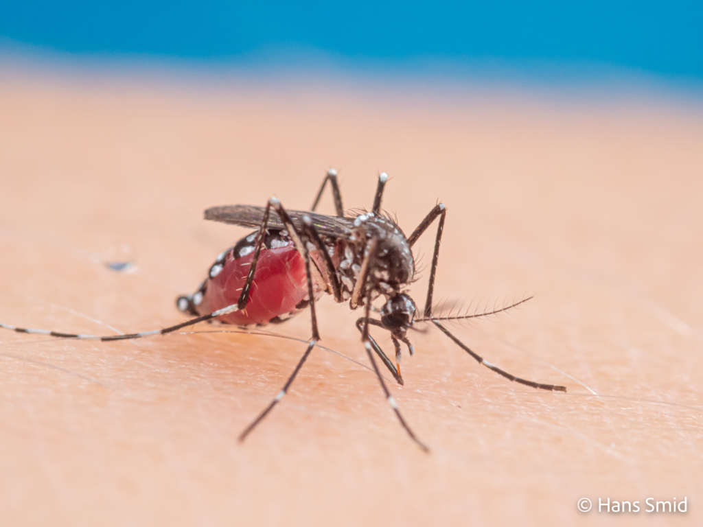 Aedes aegypti Yellow fever mosquito 057
