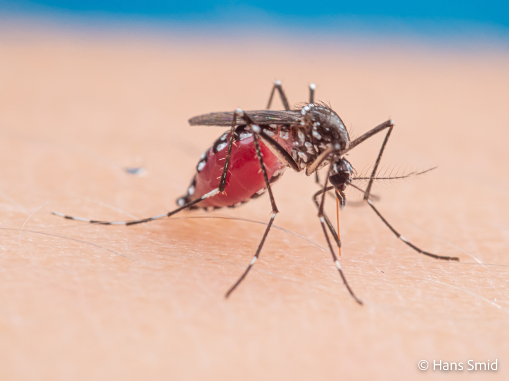 Aedes aegypti Yellow fever mosquito 058