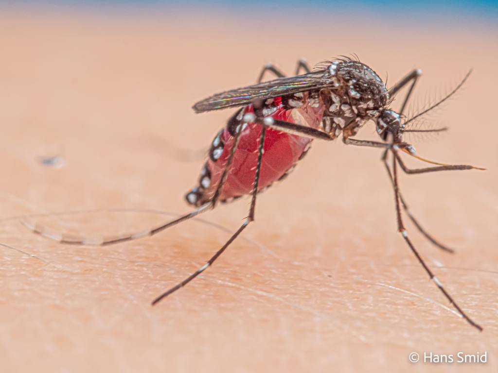 Aedes aegypti Yellow fever mosquito 059