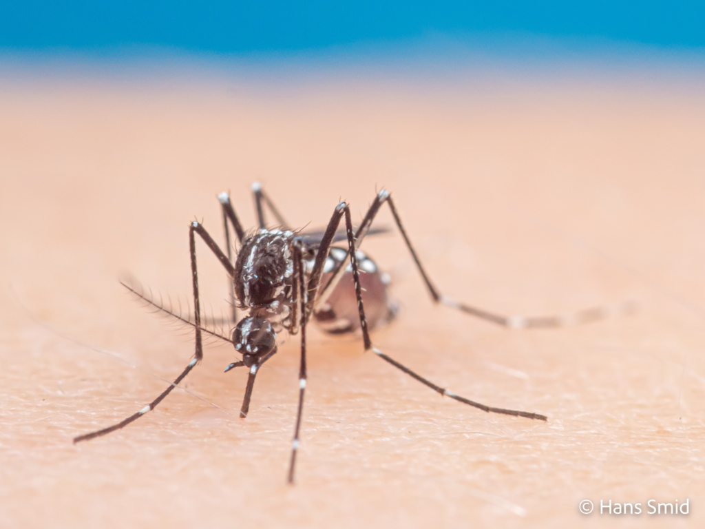 Aedes aegypti Yellow fever mosquito 060