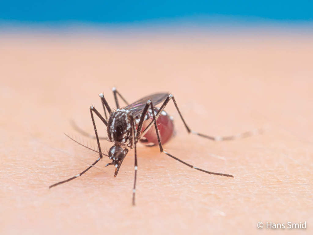 Aedes aegypti Yellow fever mosquito 061