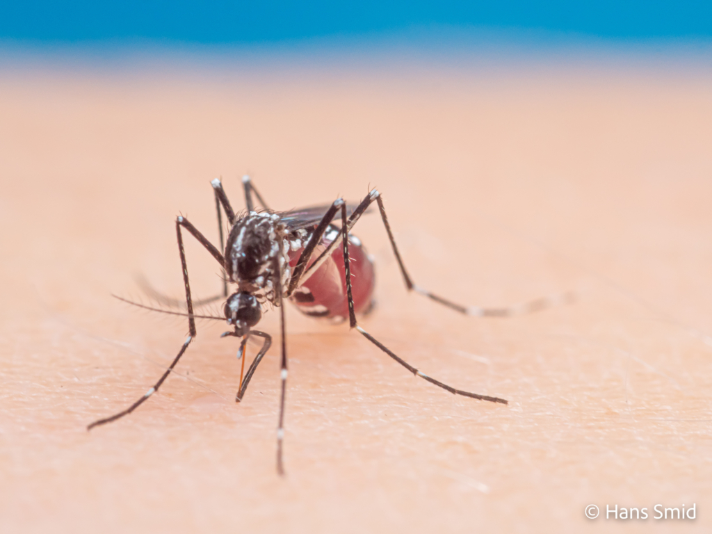 Aedes aegypti Yellow fever mosquito 062