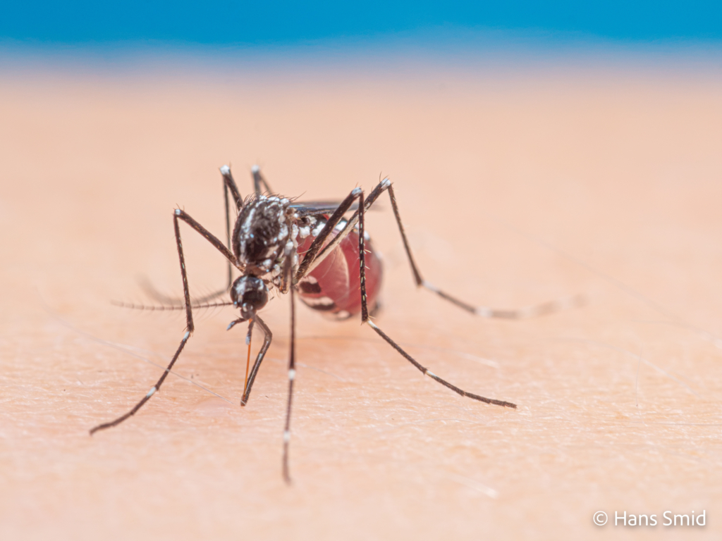 Aedes aegypti Yellow fever mosquito 063