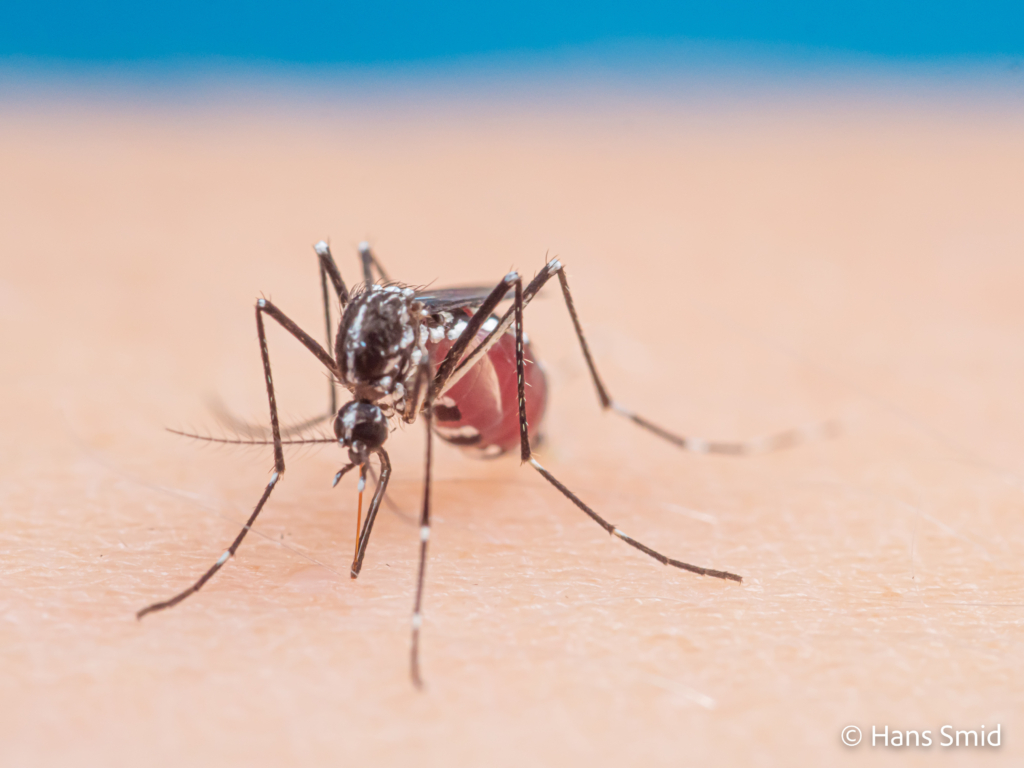 Aedes aegypti Yellow fever mosquito 064
