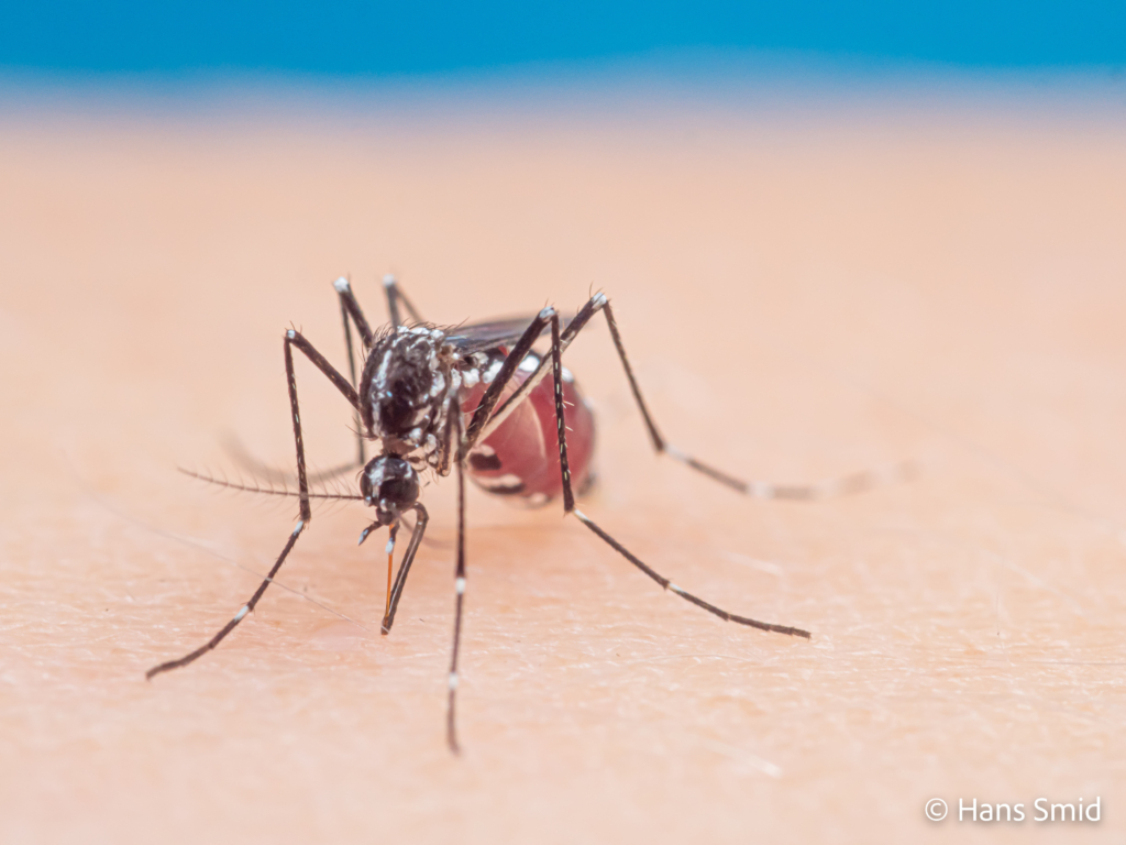 Aedes aegypti Yellow fever mosquito 065